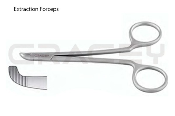 Vet Extraction Forceps 