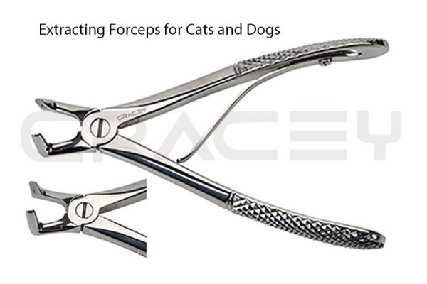 Extracting Forceps Angled 