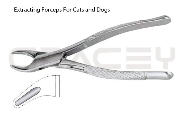 Extracting Forceps American Fig-101