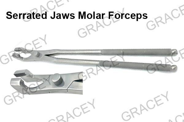Serrated Jaws Molar Forceps